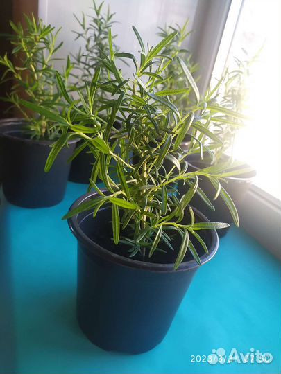 Розмарин в горшке
