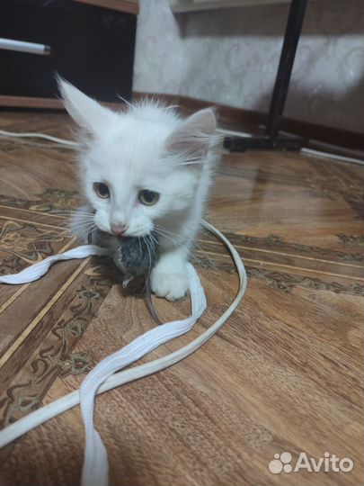 Отдам в добрые руки этих замечательных котиков