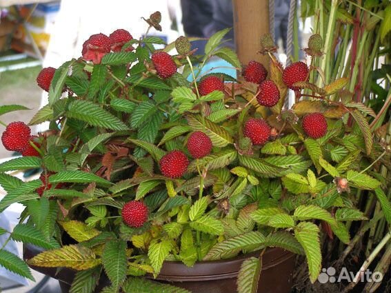 Малина земляничная (тибетская) саженцы