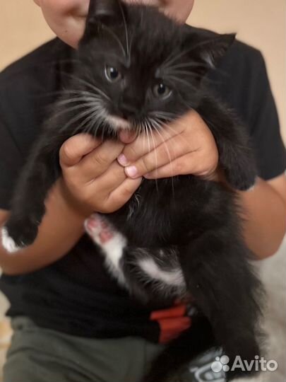 Котята в добрые руки мальчики