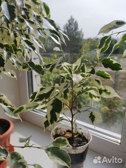 Фикус бенджамина белый