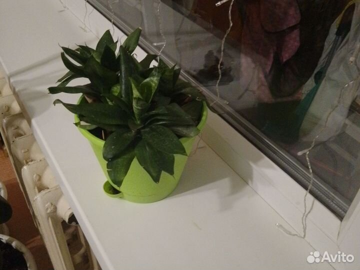 Комнатное растение