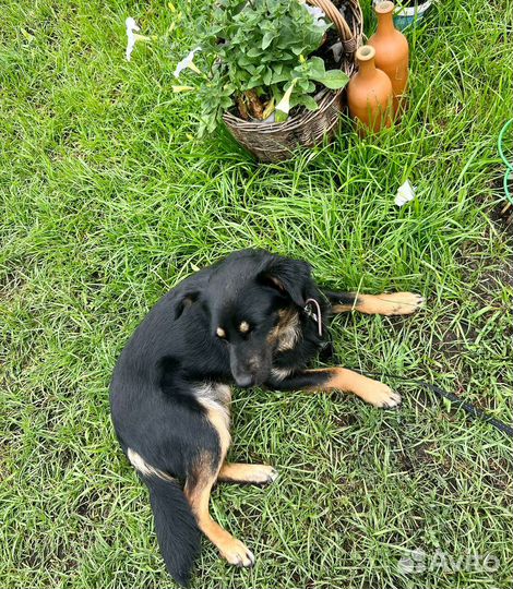 Маленькая домашняя собака в поисках дома