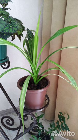 Эухарис, бегония, монстера