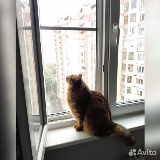 Москитная сетка Антикошка