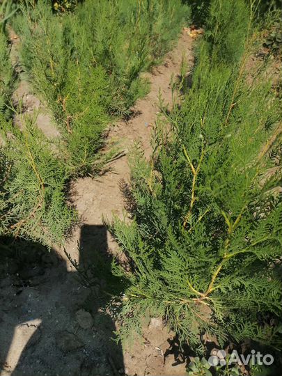 Туя Смарагд