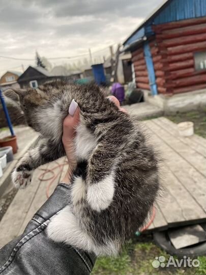 Котята бесплатно