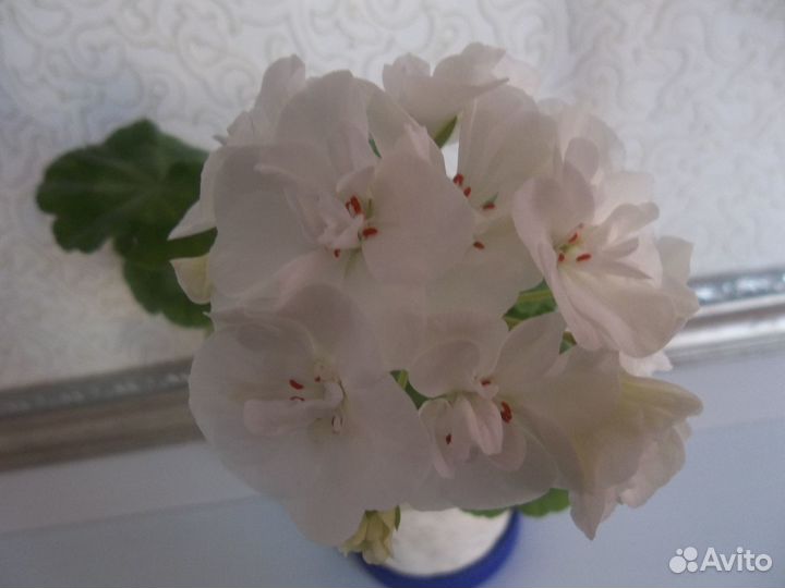 Пеларгония Рафаэлло