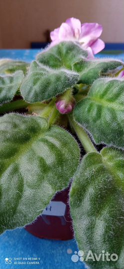 Фиалка рс-Вавилон с горшком