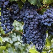 Виноград Изабелла