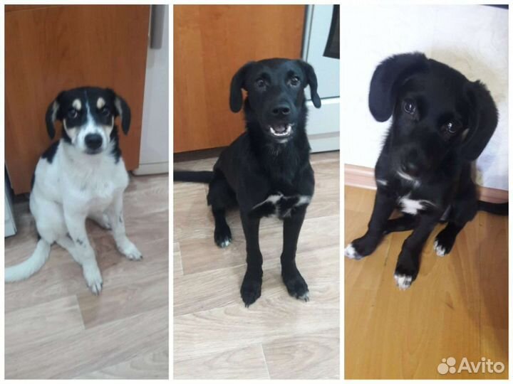 Щенки в добрые ручки