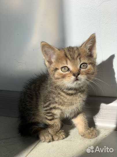 Британские котята