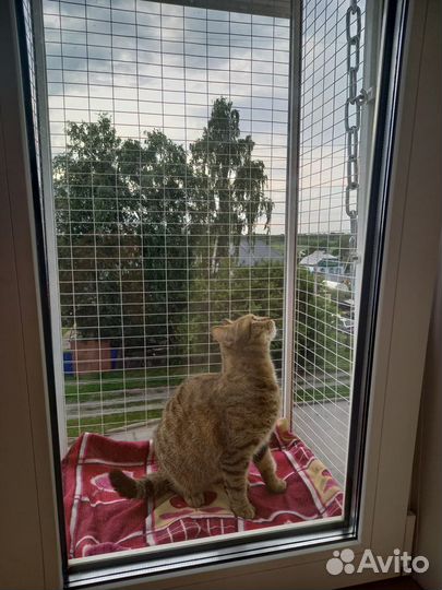 Балкончик и решетка для кошек
