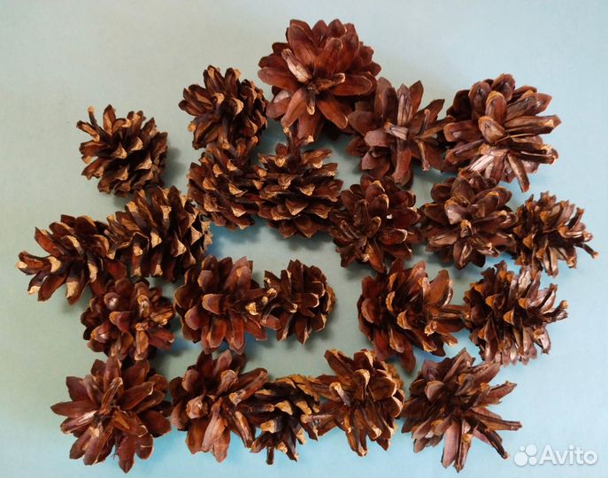 Ракушки камни пробки шишки самолётики для поделок