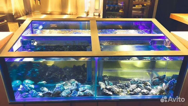 Аквариум для устриц