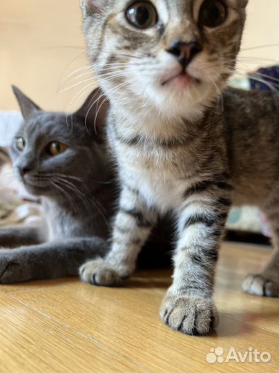 Котята отдам бесплатно