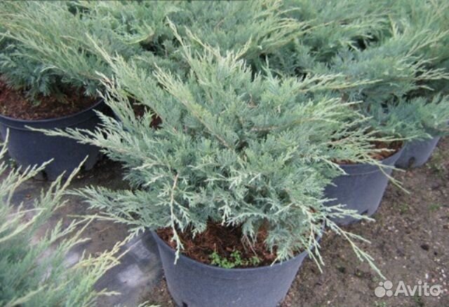 Можжевельник казацкий блю донау. Можжевельник дунай. Можжевельник казацкий blaue donau. Можжевельник казацкий блю донау. Можжевельник казацкий голубой.