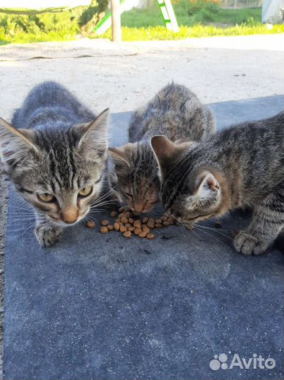 Котята в добрые руки бесплатно