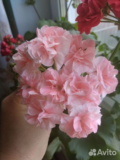Пеларгония герань сортовая