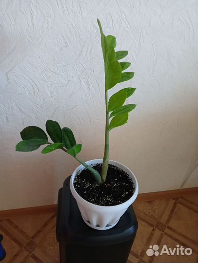 Замиокулькас