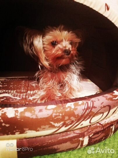 Передержка, гостиница для животных)