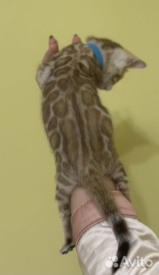 Бенгальские котята с документами