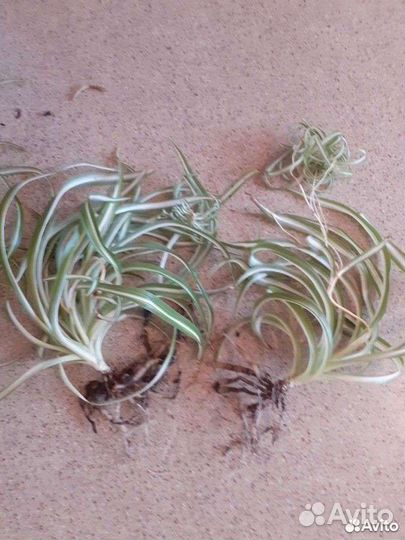 Хлорофитум