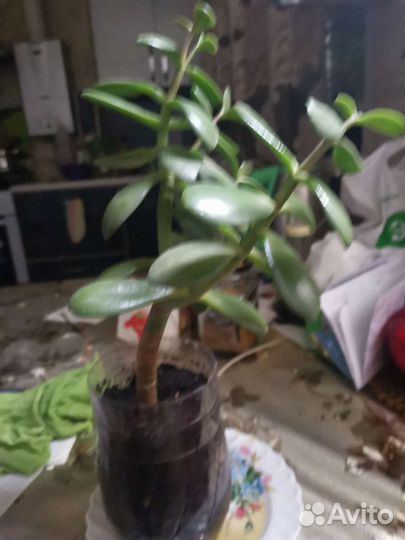 Комнатные цветы