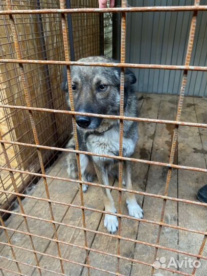 Собака предана