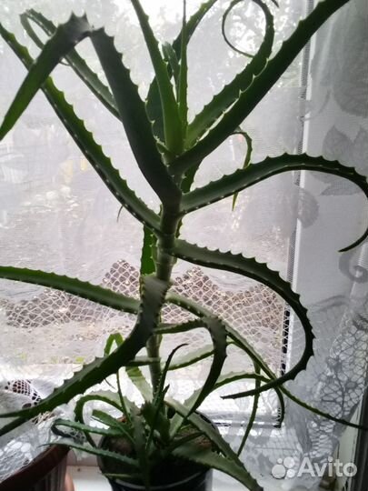 Монстера,алое