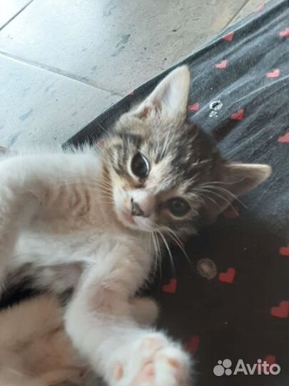 Отдам бесплатно котов