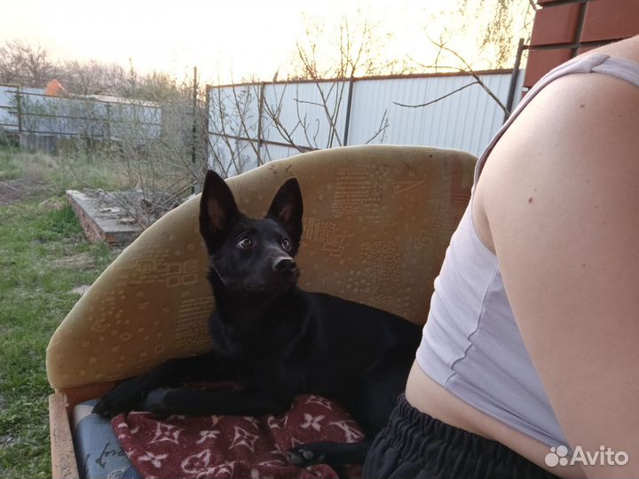 Собака в добрые руки