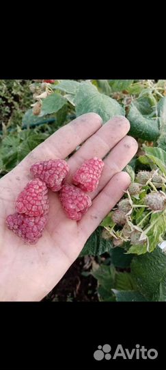 Ремонтантная малина