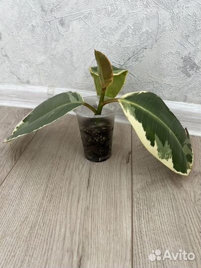 Фикус тинеке