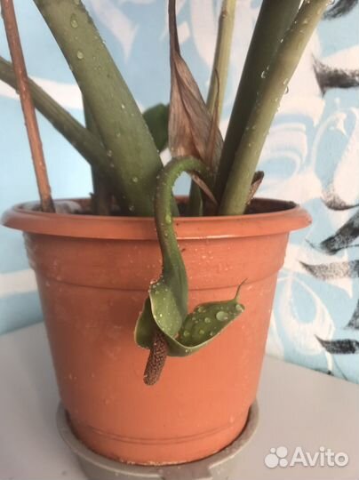 Цветы Спатифиллум, драцена, замиокулькас