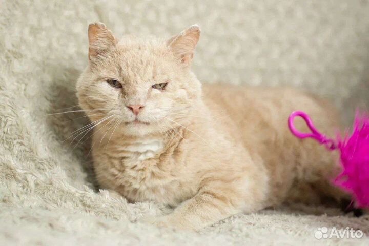 Котик. Облепих. кастрирован. Скромен. Ищем дом