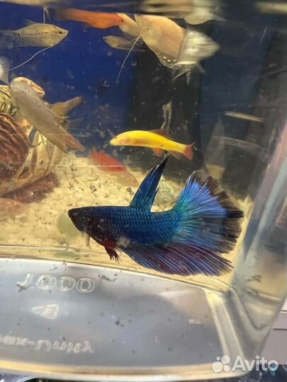 Рыбка петушок