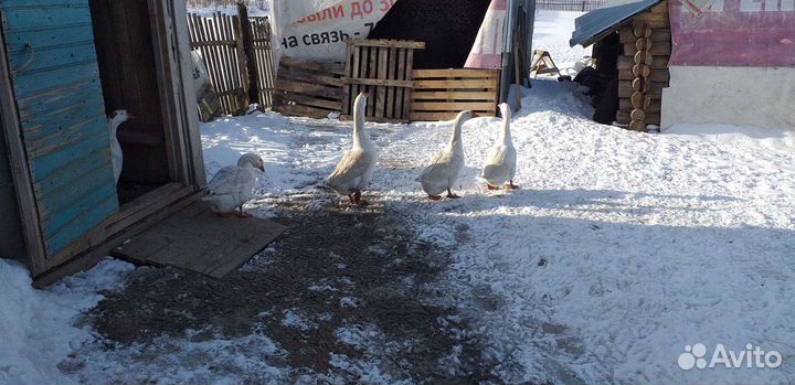 Гусинное яйцо