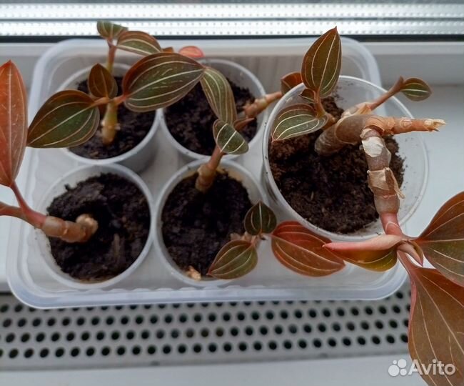 Орхидея лудизия