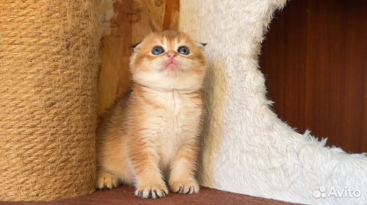 Шотландская золотая шиншилла