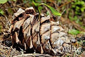 Семена кедра