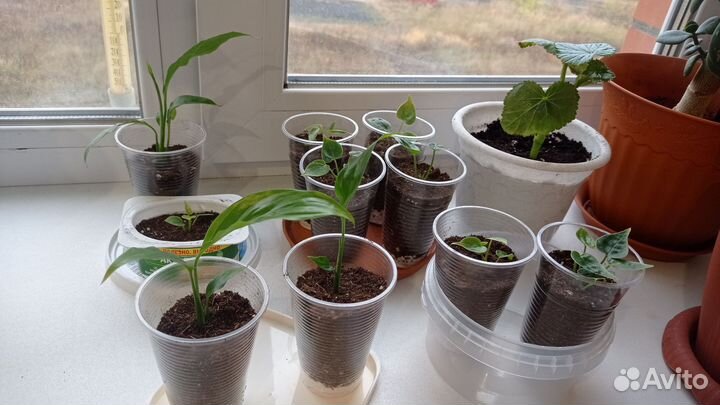 Комнатные растения цветы