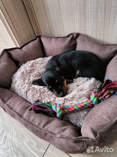 Карликовая такса щенки