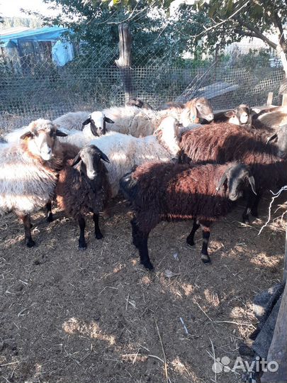 Бараны,мясо баранина