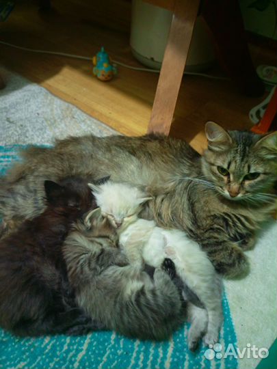 Котята в добрые руки