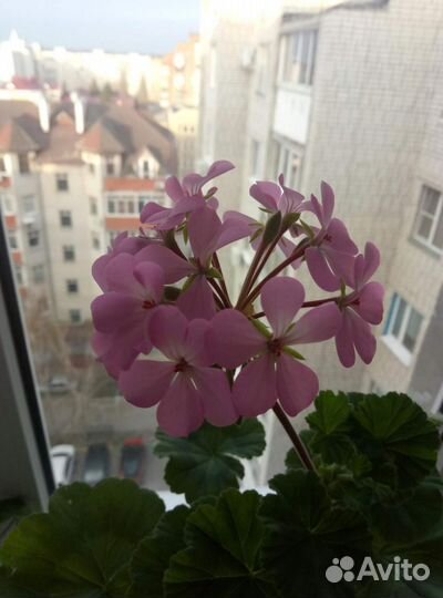 Пеларгония герань(разные сорта) в кашпо