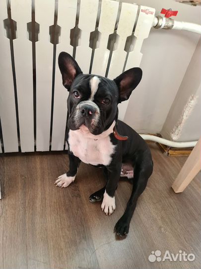 Французский бульдог щенки