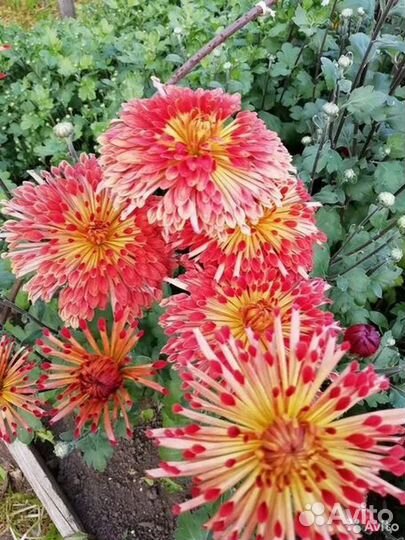 Хризантемы сортовые