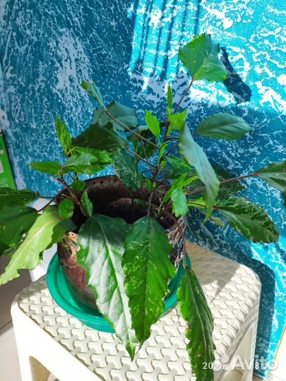 Гибискус китайская роза