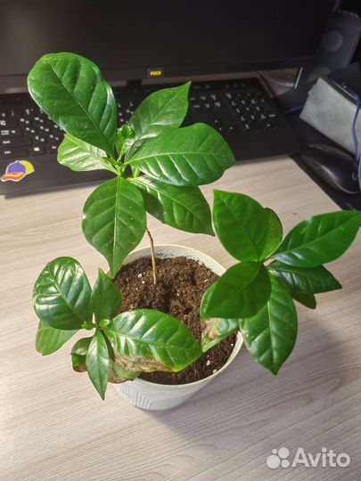 Кофе арабика